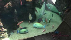 You take Noemie to the aquarium and she puts on a show.